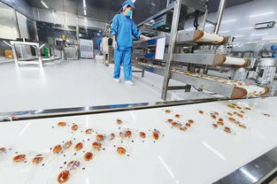 砀山梨香飘万里 双十一互联网热潮下的助农增收新画卷